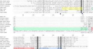 Vpn Services In Gibson Tn Dans Dpaa Detaches Braun's Lipoprotein From Peptidoglycan Biorxiv