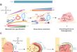 Vpn Services In Glynn Ga Dans Developmental Principles Informing Human Pluripotent Stem Cell ...