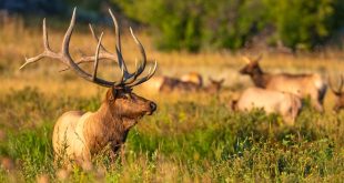 Car Accident Lawyer In Caribou Id Dans Rocky Mountain National Park Investigating Illegal Removal Of ...