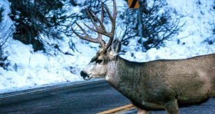 Car Accident Lawyer In Wahkiakum Wa Dans New Washington Law Makes Dinner Out Of Roadkill