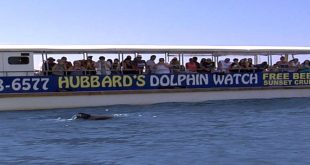Car Insurance In Gulf Fl Dans Hubbard S Marina Dolphin Watch