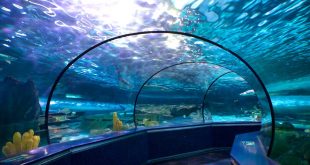 Car Insurance In Ripley In Dans Ripley S Aquarium In Myrtle Beach south Carolina