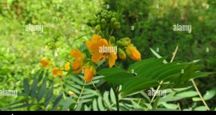 Cheap Vpn In Cassia Id Dans Cassia Occidentalis Hi-res Stock Photography and Images - Alamy