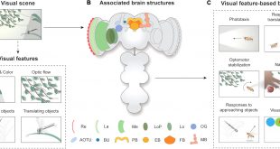 Cheap Vpn In Roberts Sd Dans Frontiers From Photons to Behaviors: Neural Implementations Of ...