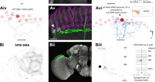 Cheap Vpn In Robertson Tx Dans Synaptic Targets Of Photoreceptors Specialized to Detect Color and ...