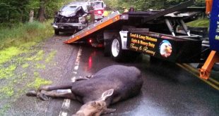 Elk Ks Car Accident Lawyer Dans Moose Car Accident