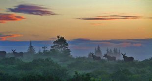 Ontario Ny Car Accident Lawyer Dans Surreal Sunrise Video Moose In Mist Smithsonian Explains 400 Mile