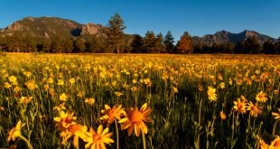 Small Business software In Boulder Co Dans Flatiron Flower S In Boulder Co