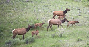 Small Business software In Deer Lodge Mt Dans Elk Management Symposium Planned at Rialto theater In Bozeman This ...