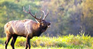 Caribou Id Car Accident Lawyer Dans Colorado Hunting Accident: Muzzleloader Hunter Shoots, Kills Bowhunter