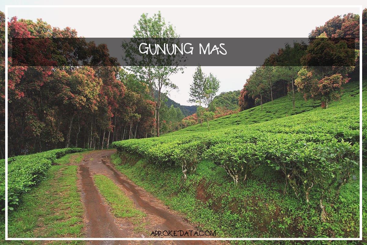 Kesempatan Karir Untuk area Gunung Mas Tahun 2022. Sumber : Https://www.tripadvisor.com/attraction_review-g844506-d9705626-reviews-agrowisata_gunung_mas_kebun_teh_walini-puncak_west_java_java.html