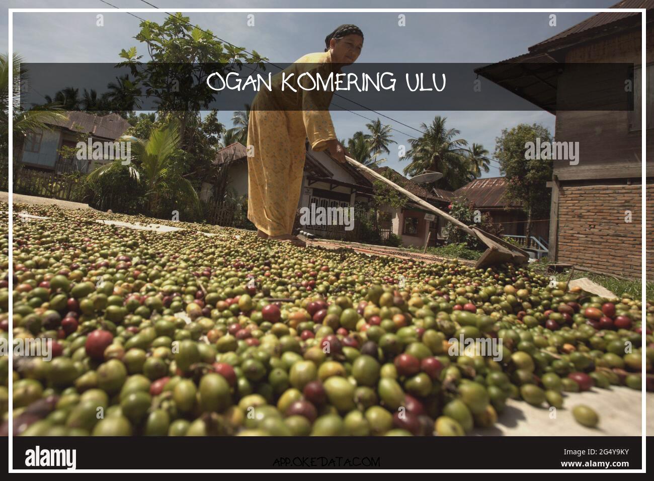 Kesempatan Karir Untuk Ogan Komering Ulu Saat Ini. Sumber : Https://www.alamy.com/a-woman-drying-coffee-cherries-in-the-sun-in-a-coffee-producing-village-at-the-side-of-lake-ranau-in-banding-agung-ogan-komering-ulu-selatan-south-sumatra-indonesia-image433318143.html