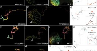 Vpn Services In Burke Ga Dans the Connectome Of the Adult Drosophila Mushroom Body Provides ...