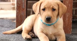 Car Accident Lawyer In Houston Mn Dans Fox Red Lab Puppies for Sale In Pa Fox Red Labrador for Sale Md De Va