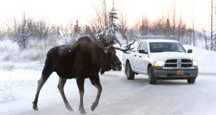 Car Accident Lawyer In New York Ny Dans Canadian Signs Warn Drivers Do Not Let Moose Lick Your Car