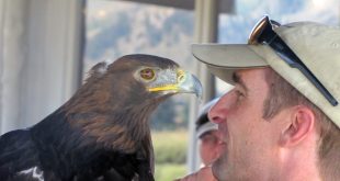 Car Insurance In Teton Wy Dans Teton Raptor Center In Wilson Wyoming Kid Friendly attractions