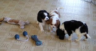 Loving Tx Car Accident Lawyer Dans Cavalier King Charles Spaniel Puppies for Sale Dallas Tx Cavalier