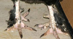 Shannon Mo Car Accident Lawyer Dans Image Of Mutated Rooster Feet