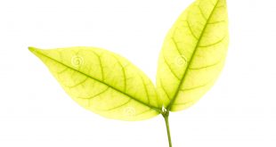 Small Business software In Wright Ia Dans Small Leaf and Limb Mok Tree Stock Image - Image Of Botanical ...