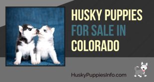 Car Accident Lawyer In Weld Co Dans Husky Puppies for Adoption Colorado Cute Siberian Husky Puppies for