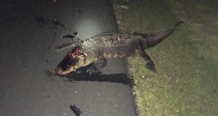 Car Accident Lawyer Virginia Dans Florida Woman Rolls Suv after Hitting 9 Foot Gator On I 75