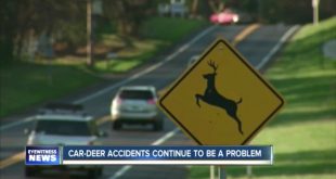 Car Insurance In Chautauqua Ny Dans Car Vs Deer Accidents Causing Problems In Wny Wkbw Buffalo Ny