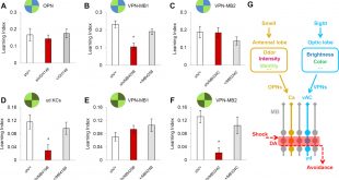 Cheap Vpn In Saline Mo Dans Direct Neural Pathways Convey Distinct Visual Information to ...