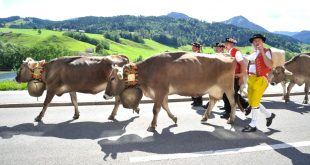 Cheap Vpn In Switzerland In Dans This Swiss Village Will Celebrate Fall until the Cows E Home