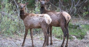 Small Business software In Catron Nm Dans New Mexico Ranchers Sue State Game and Fish Department Over Elk Herds