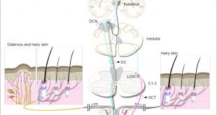 Vpn Services In Woodbury Ia Dans the Sensory Neurons Of touch. - Abstract - Europe Pmc