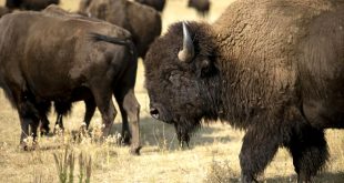 Car Accident Lawyer In Custer Sd Dans Woman tossed by Bison at Custer State Park State and Regional ...