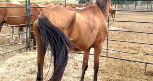 Car Accident Lawyer In Dewey Sd Dans Hay Donated for Starving Wild Horses On south Dakota Ranch