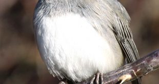 Car Accident Lawyer In Juncos Pr Dans Outside: Dark-eyed Juncos, Harbingers Of Spring â Reading Eagle