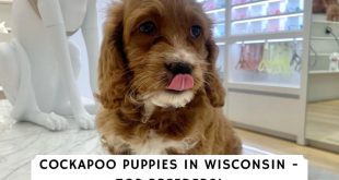 Douglas Wi Car Accident Lawyer Dans Cockapoo Puppies Illinois Wisconsin Homestead Cockapoos Home