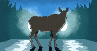 Lake and Peninsula Ak Car Accident Lawyer Dans the Thinking Man's Guide to Hitting A Moose - Outside Online