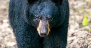 Schuyler Mo Car Accident Lawyer Dans Bear: Regulations Missouri Department Of Conservation