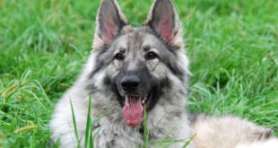 Schuylkill Pa Car Accident Lawyer Dans Gray Shiloh Shepherd Puppies for Sale Wolfdog Vs Shiloh Shepherd