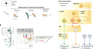 Vpn Services In Sheridan Ks Dans Frontiers From Photons to Behaviors: Neural Implementations Of ...