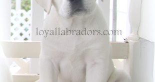 Allegan Mi Car Accident Lawyer Dans White English Lab Puppies Near Me Pa Lab Breeder Linden Pa Lab