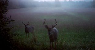 Cheap Vpn In Moultrie Il Dans Fastest Means for Field-scoring White-tailed Deer Farwide