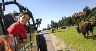 Small Business software In Custer Sd Dans top 7 Wildlife Experiences Perfect for Young Families In Custer ...