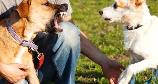 Santa Rosa Dui Lawyer Dans Dog Bite attorney Santa Rosa Ca