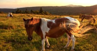 Vpn Services In Grayson Va Dans Grayson Highlands State Park - Visit Smyth County