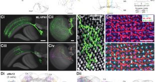 Cheap Vpn In Hopkins Tx Dans Synaptic Targets Of Photoreceptors Specialized to Detect Color and ...