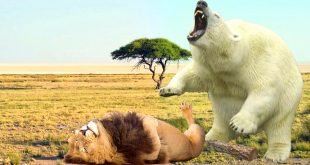 Personil Injury Lawyer In Prairie Mt Dans Kodiak Bear Vs Lion: who Would Win In A Fight? - the Daily ...
