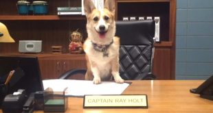 Personil Injury Lawyer In Turner Ga Dans Petition Â· for the Queen to Name Her Next Corgi âcheddarâ Â· Change.org