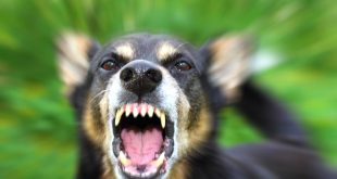 Rancho Cucamonga Dog Bite Lawyer Dans What Dog Bite Victims Need to Know