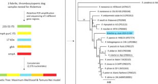 Vpn Services In Yancey Nc Dans Canine Rickettsiosis: A Novel Rickettsia Species Identified In ...