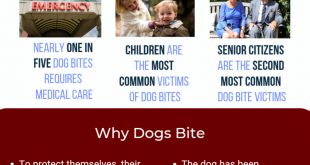 Personal Injury Lawyer Appleton Dans Personal Injury Lawyer Dog Bite