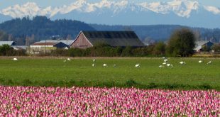 Vpn Services In Skagit Wa Dans Skagit Guided Adventures, Nw Washington - 30lancarrezekiq Yrs Guiding Nature tours